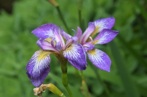 Iris sibirica 'Caesar's Brother'