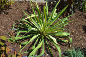 Yucca flaccida 'Golden Sword'