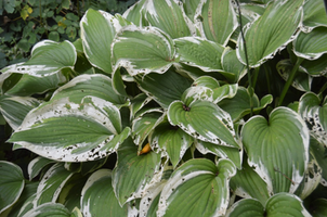 Hosta 'Antioch'