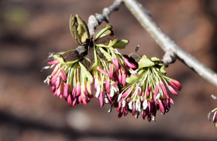 Parrotia persica