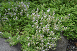 Thymus × citriodorus