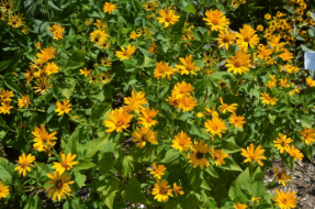 Heliopsis helianthoides var. scabra