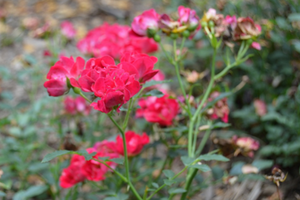 Rosa 'Red Drift'