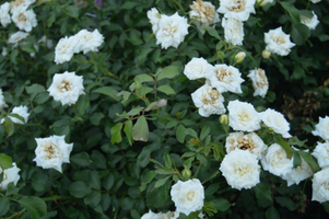 Rosa 'White Drift'