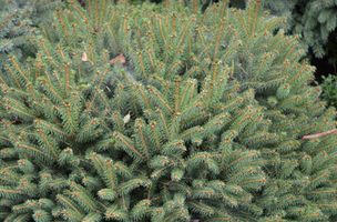 Picea abies 'Hildburghausen'