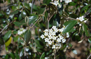 Viburnum utile