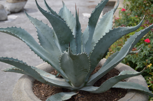 Agave americana