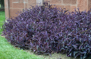 Tradescantia pallida 'Purple Heart'