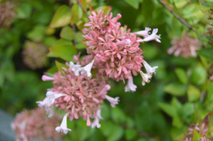 Abelia x grandiflora 'Canyon Creek'