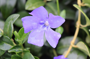 Vinca minor