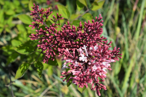 Syringa pubescens subsp. microphylla