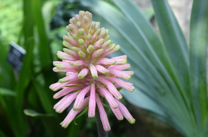 Veltheimia bracteata