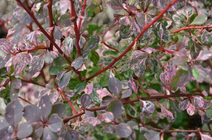 Berberis thunbergii f. atropurpurea 'Harlequin'