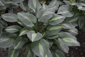 Hosta 'Kiwi Full Monty'