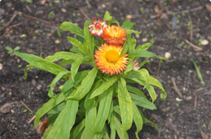 Xerochrysum bracteatum