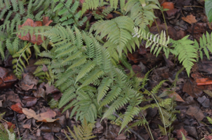 Dryopteris celsa