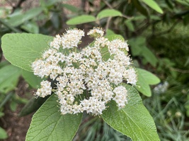 Viburnum rhytidophyllum