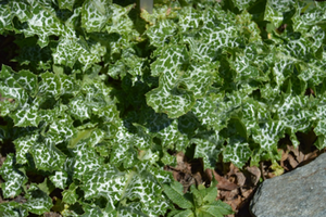 Silybum marianum