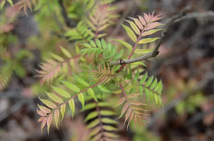 Sorbaria sorbifolia 'Sem'