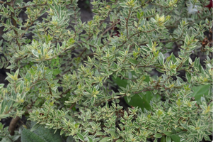 Myrtus communis 'Variegata'