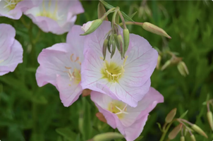 Oenothera speciosa