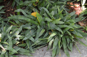 Carex platyphylla