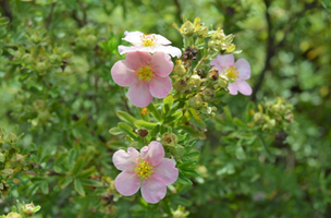 Potentilla fruticosa 'Happy Face Pink Paradise'