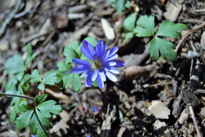 Anemone blanda