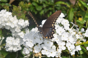 Phlox paniculata 'David'