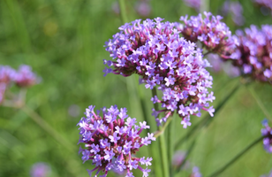 Verbena bonariensis