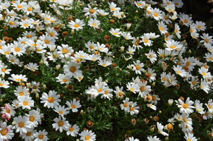 Argyranthemum frutescens 'Pure White Butterfly'