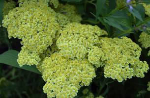 Achillea millefolium 'Sunny Seduction'