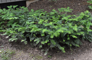 Cephalotaxus harringtonia 'Prostrata'