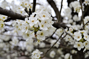 Pyrus calleryana 'Bradford'