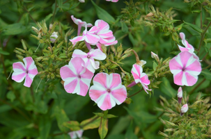 Phlox paniculata 'Peppermint Twist'