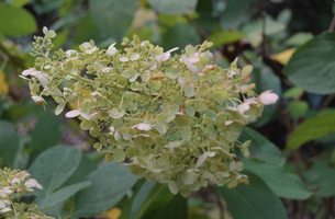 Hydrangea paniculata 'Baby Lace'