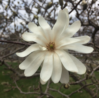 Magnolia stellata