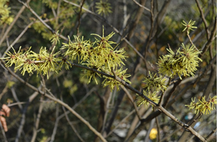 Hamamelis × intermedia 'Angelly'