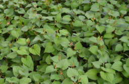 Houttuynia cordata 'Chameleon'