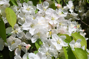 Malus × scheideckeri 'Red Jade'