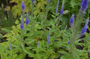 Veronica 'Sunny Border Blue'