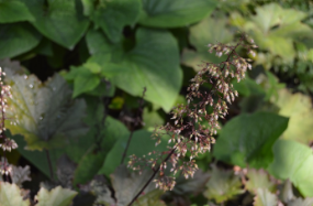 Heuchera 'Chocolate Ruffles'