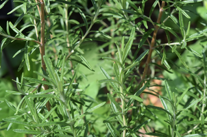 Rosmarinus officinalis 'Gorizia'