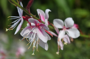 Gaura lindheimeri 'Siskiyou Pink'