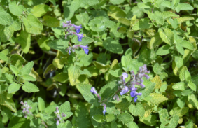 Nepeta racemosa