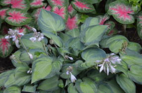 Hosta 'June'