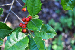 Ilex opaca