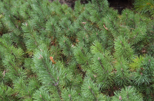 Pinus mugo 'Valley Cushion'