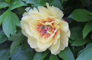 Paeonia 'Border Charm'