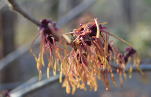 Hamamelis × intermedia 'Robert'